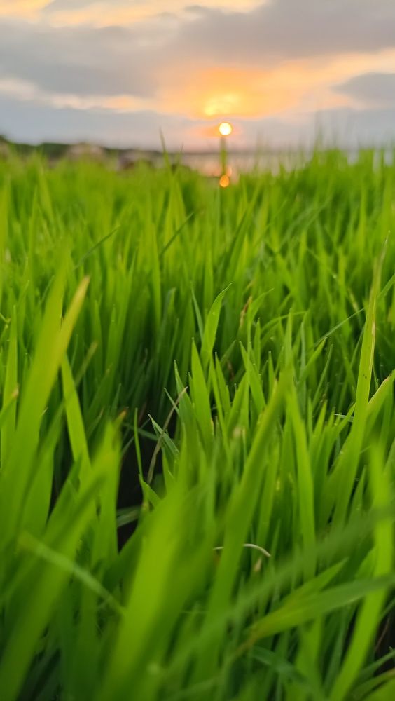 Photo #10823417