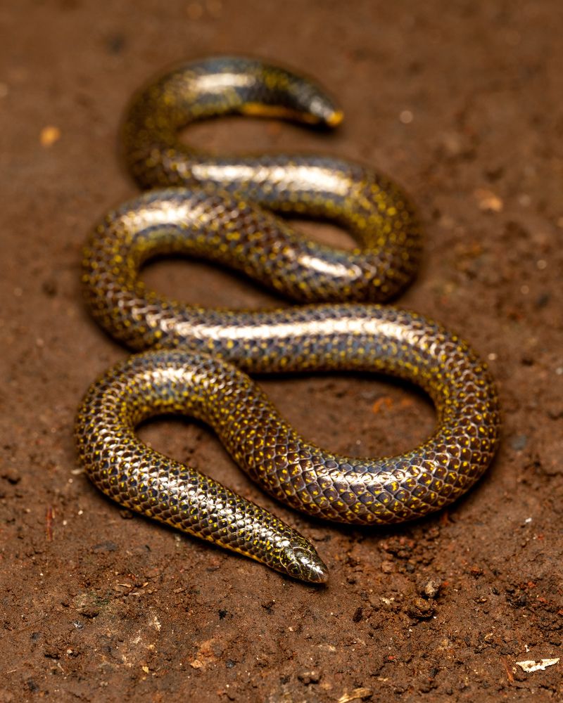 Фотография автора Rajesh Pise