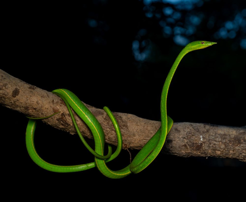 Photograph by Rajesh Pise