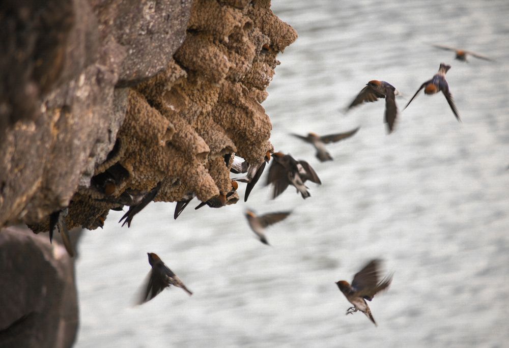 Фотография автора ABHISHEK SHAH