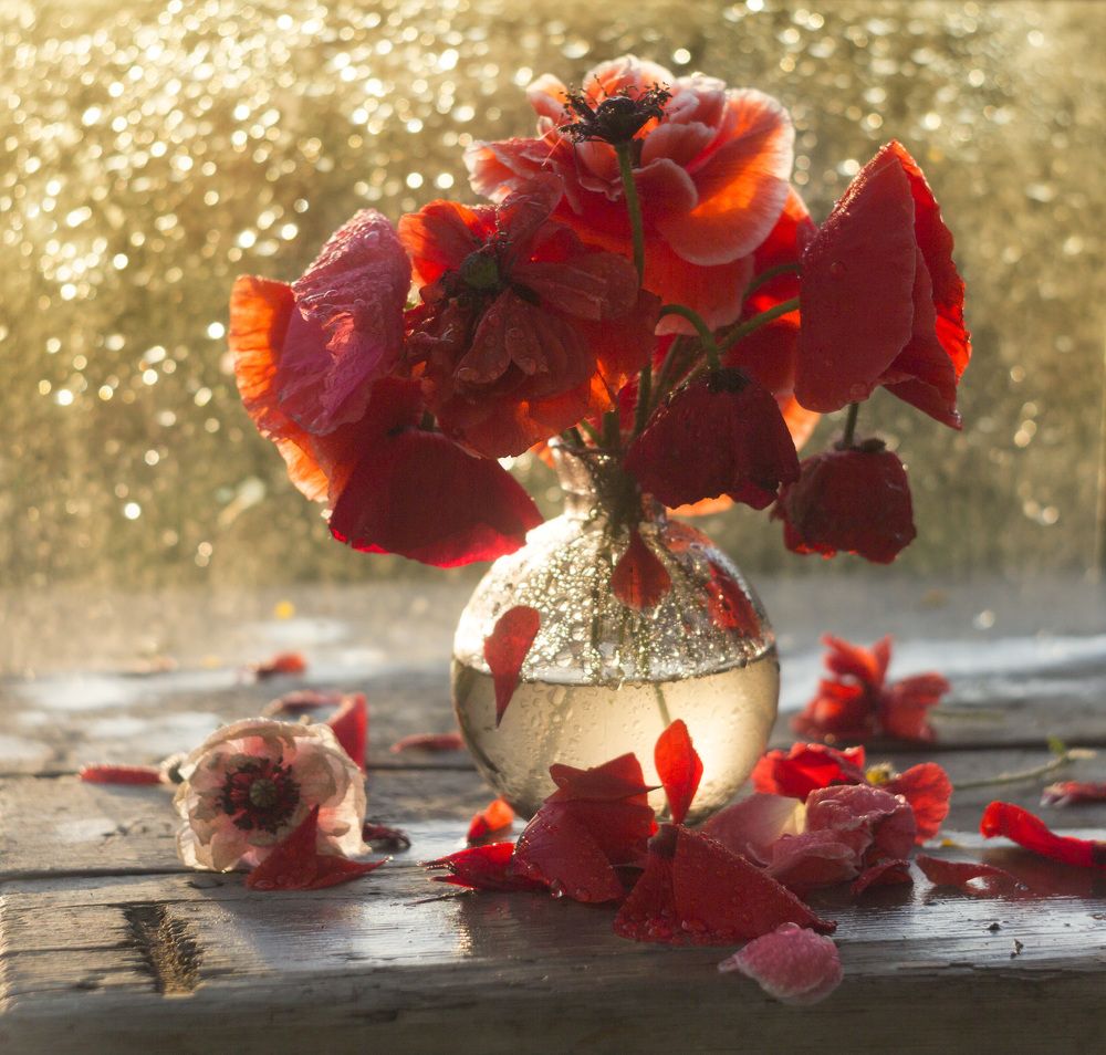 Photograph by Зимина Лионелла