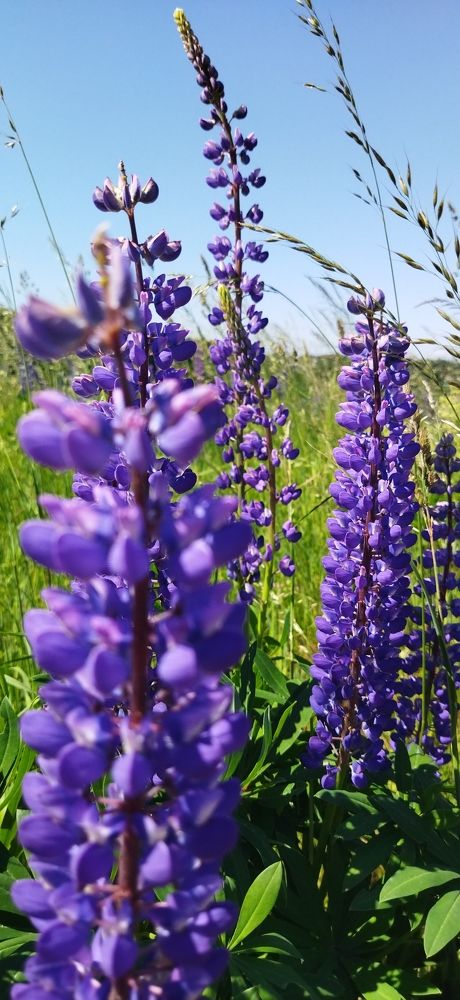 Люпины