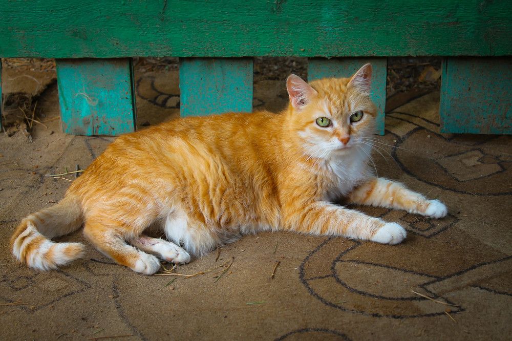 Мурочка в ожидании потомства