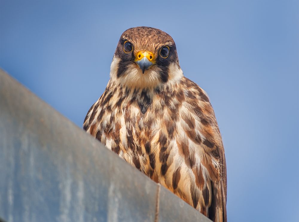 Photograph by Владимир Кваша