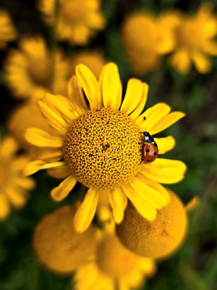 Photograph by Анна Семенова