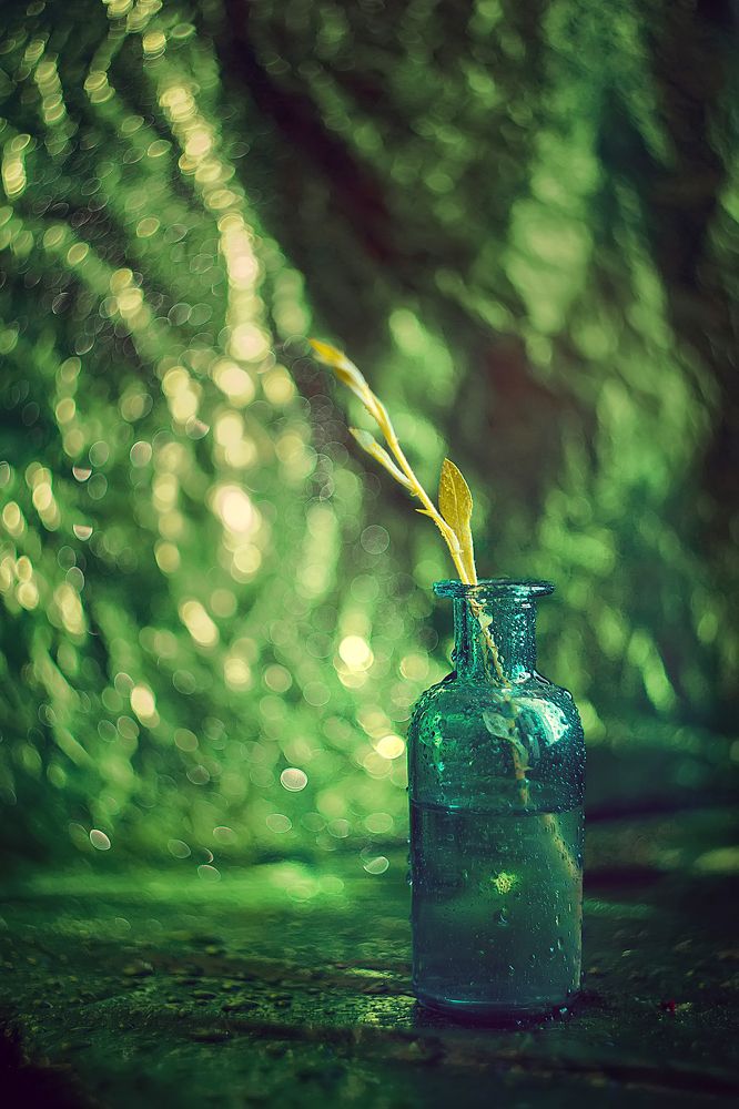 Фотография автора Ману Фалько