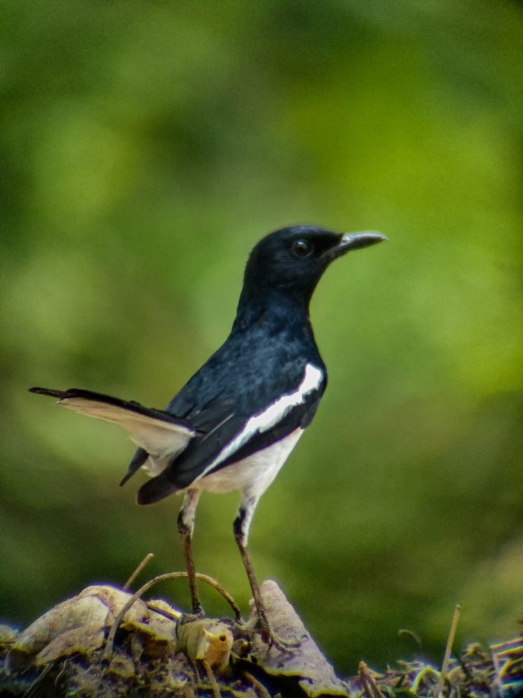 Photograph by Sourav pramanik
