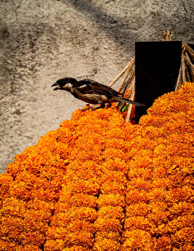 Фотография автора Debapriya Dasgupta