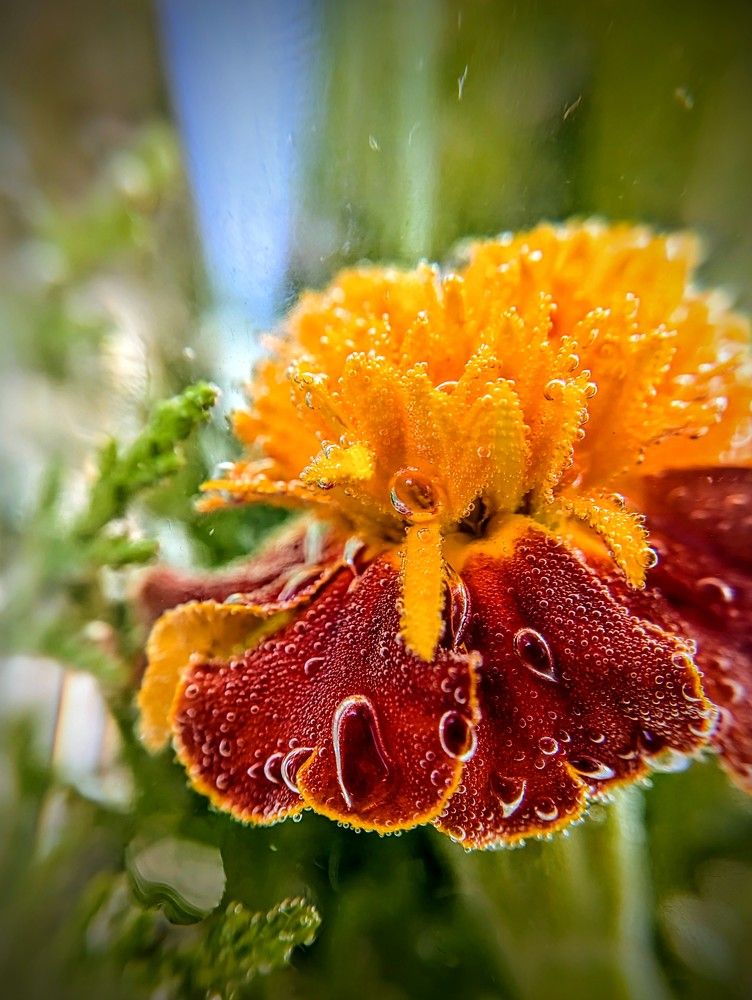 Photograph by AlexaL