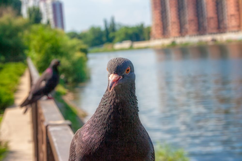 Photograph by Владимир Кваша