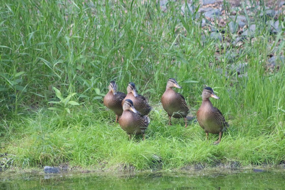 Утки у городского пруда