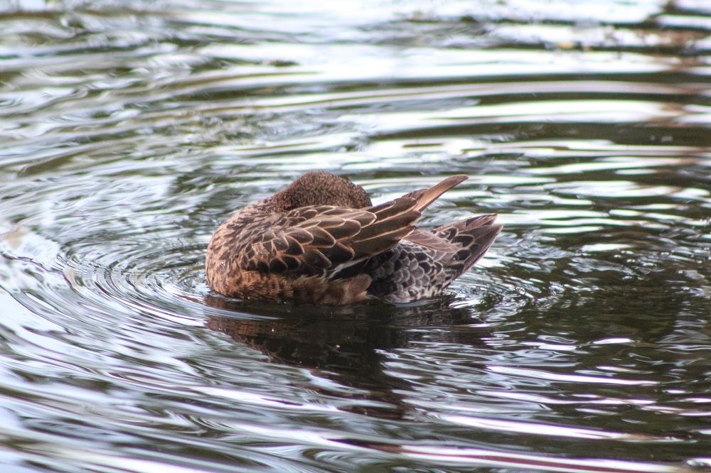 Утка купается в пруду в городском парке