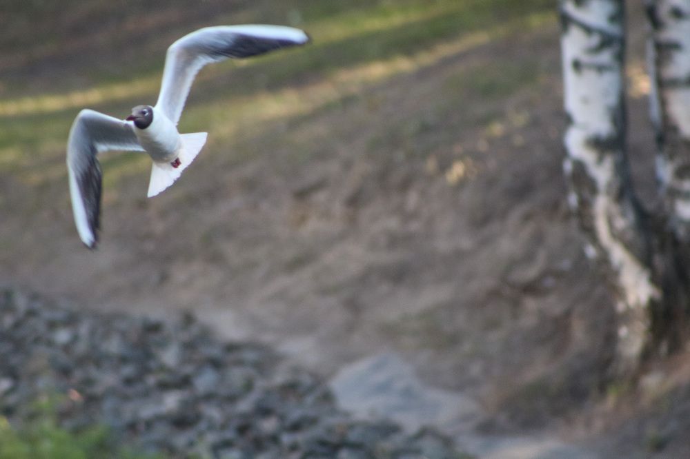 Чайка на охоте у пруда в парке
