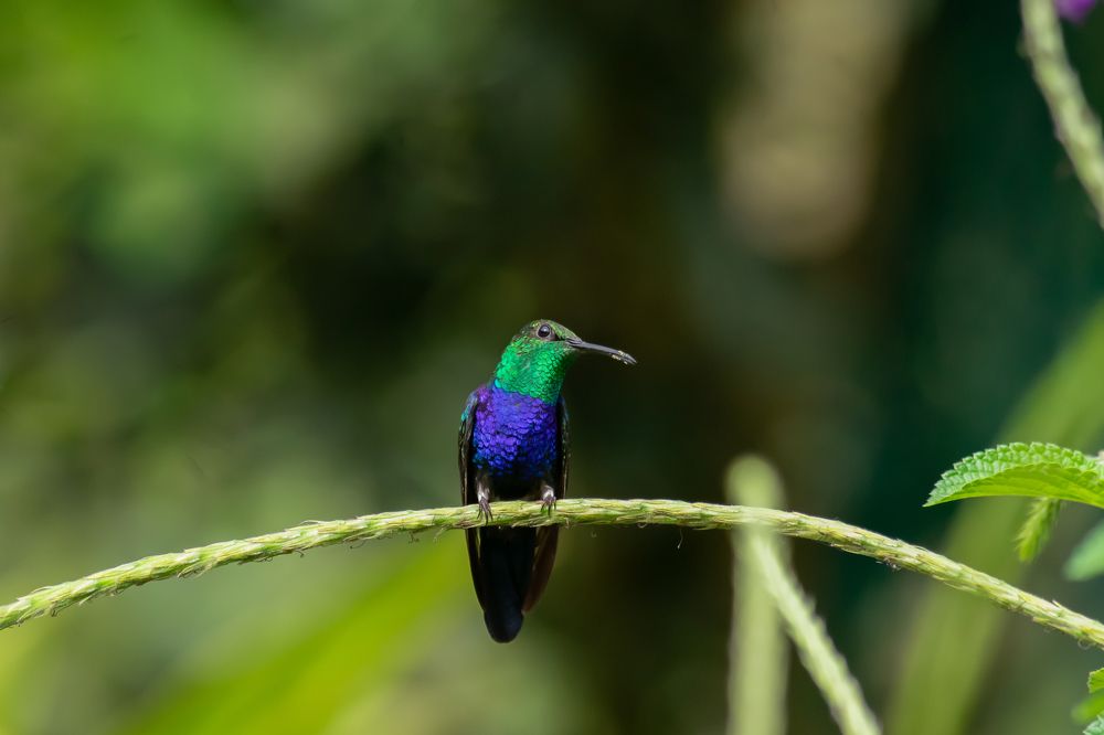 Ninfa de cola ahorquillada