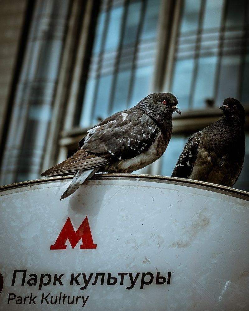 Фотография автора Медведева Елена