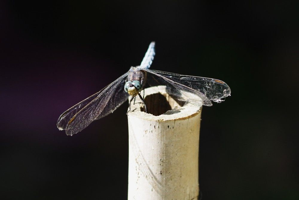 Libellula