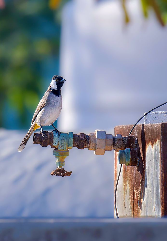 Фотография автора Sajeev Krishnan