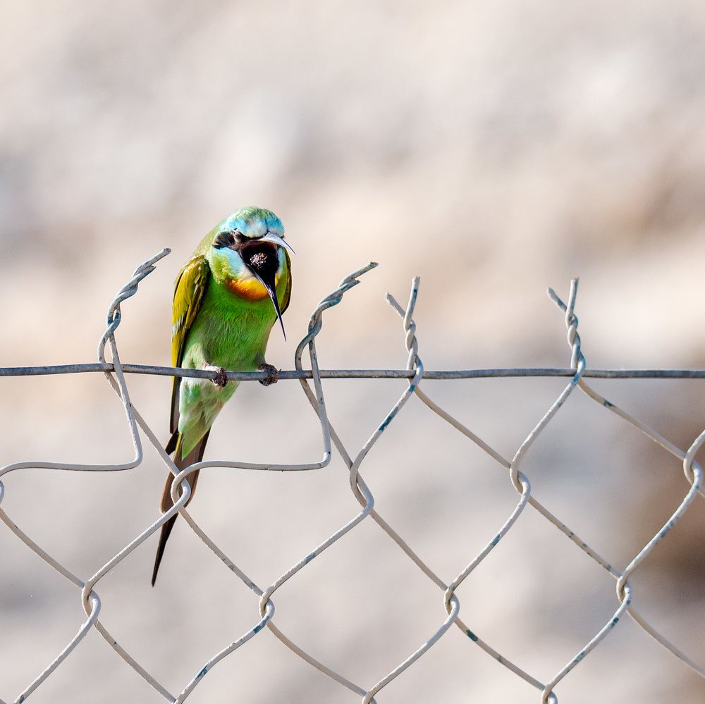 Фотография автора Sajeev Krishnan