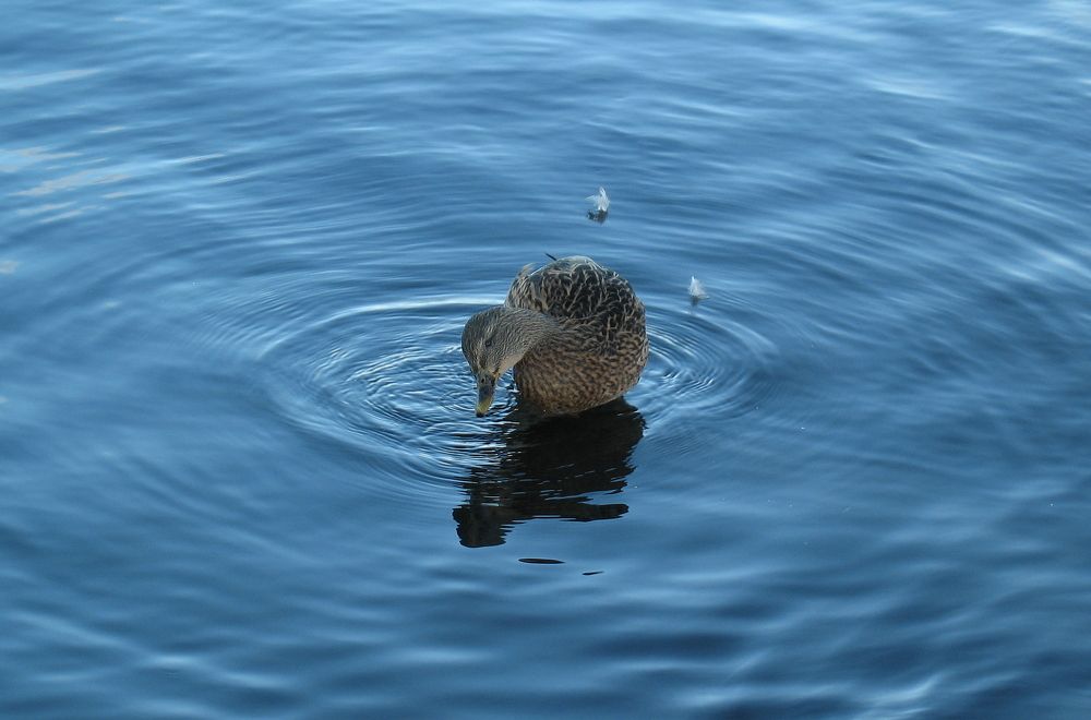 Photograph by Игорь Семеновский