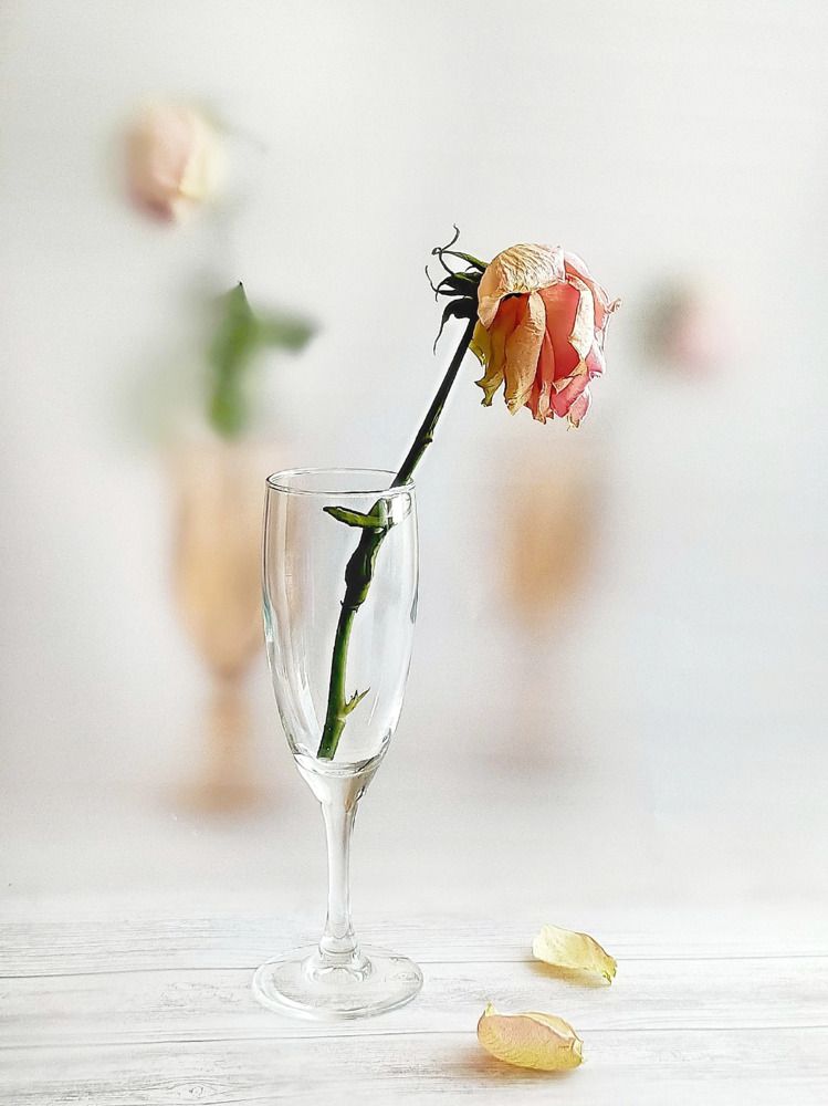 Увядшая роза