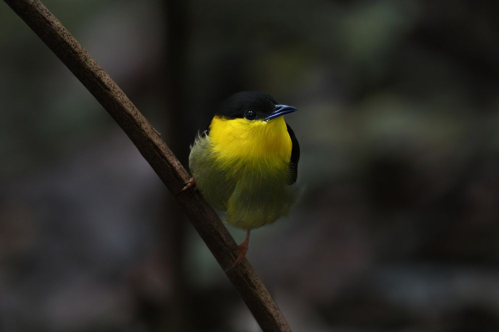 Photograph by Ricardo A. Restrepo L.