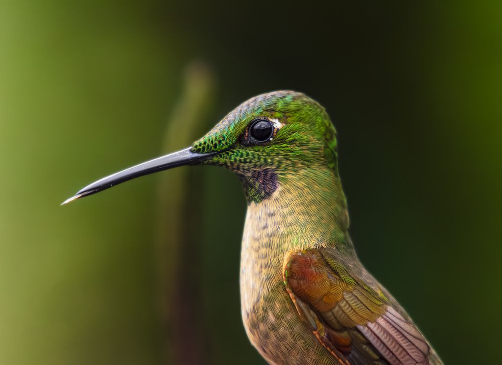 Photograph by Ricardo A. Restrepo L.