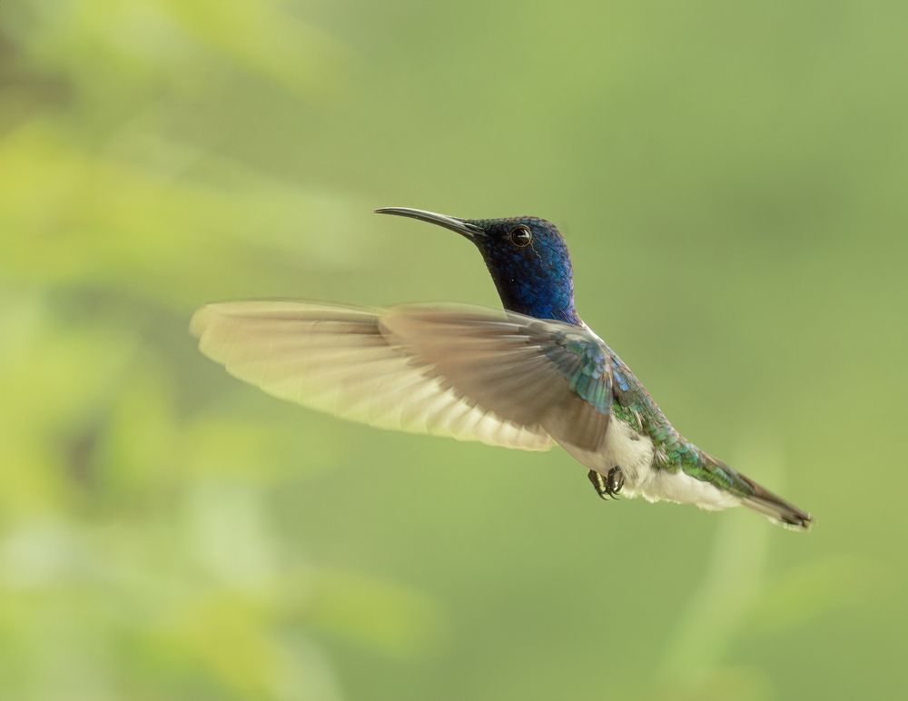 Photograph by Ricardo A. Restrepo L.