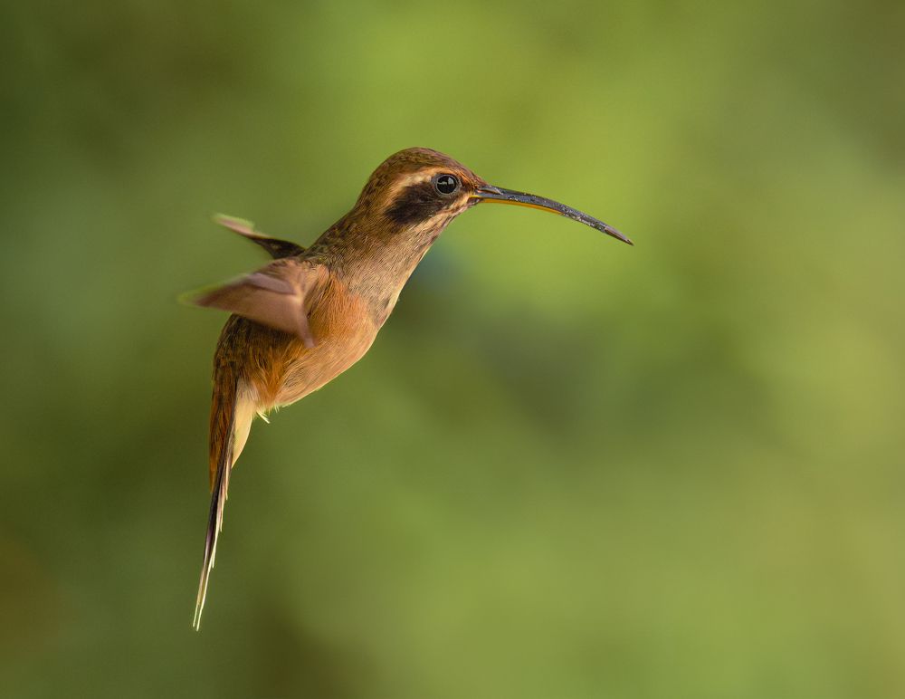 Photograph by Ricardo A. Restrepo L.