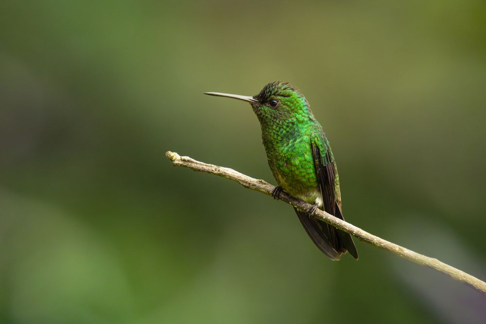 Photograph by Ricardo A. Restrepo L.