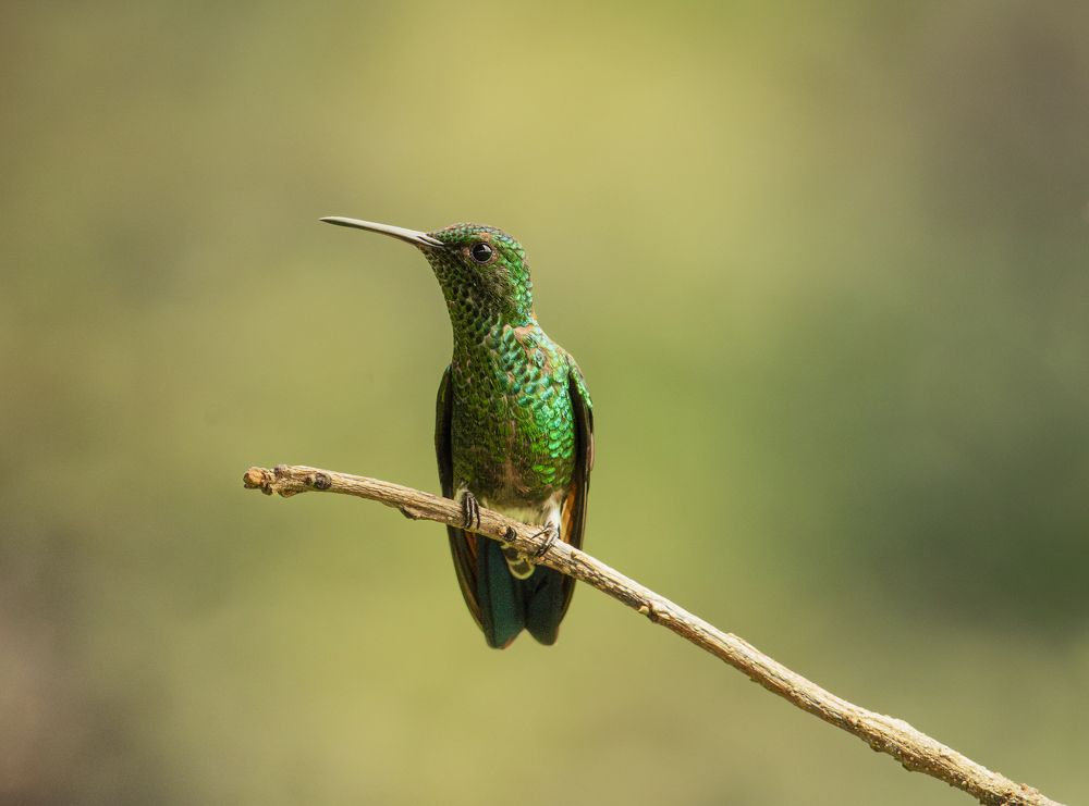 Photograph by Ricardo A. Restrepo L.