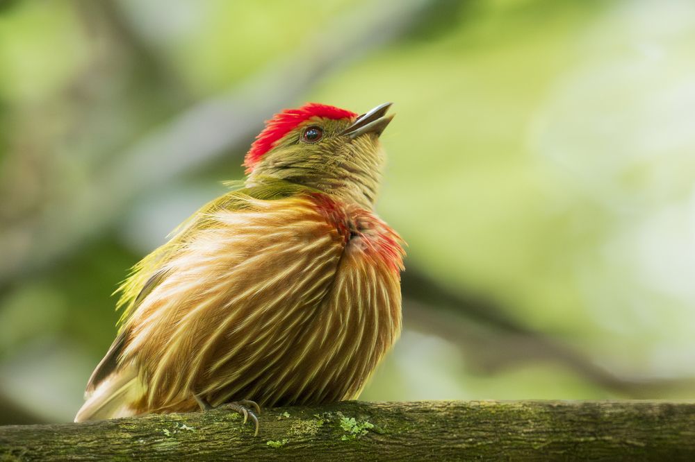 Photograph by Ricardo A. Restrepo L.