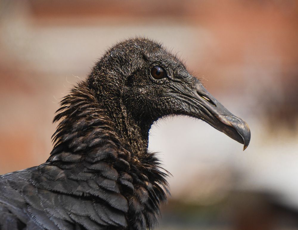 Photograph by Ricardo A. Restrepo L.