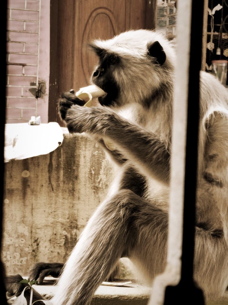 Фотография автора Debdutt Saha