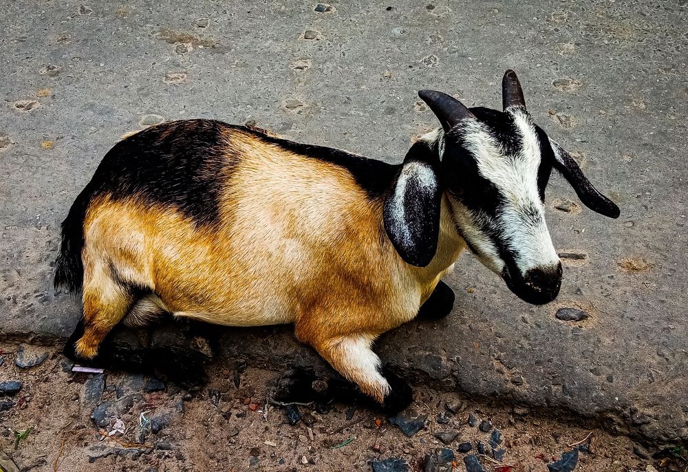 Фотография автора Debdutt Saha