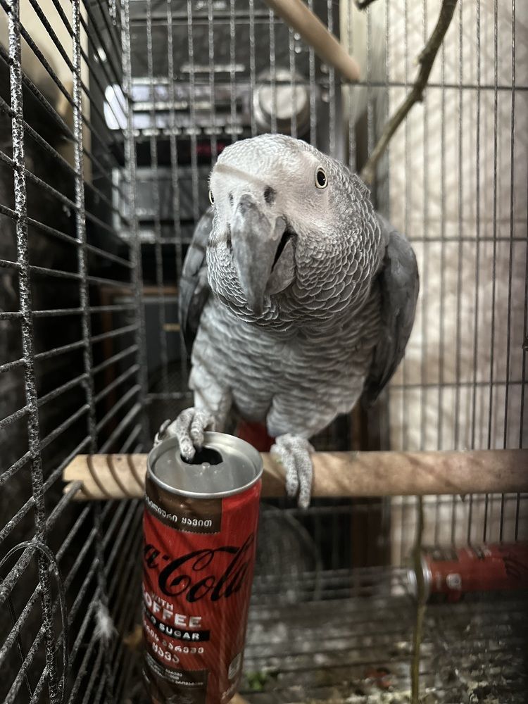 Я выбираю Coca-Cola