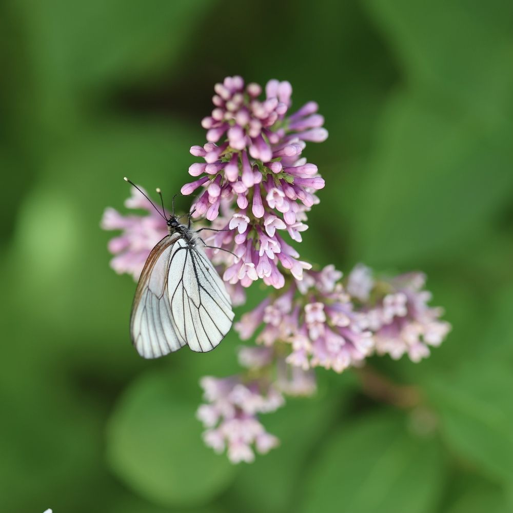 Photograph by Ольга Фраш