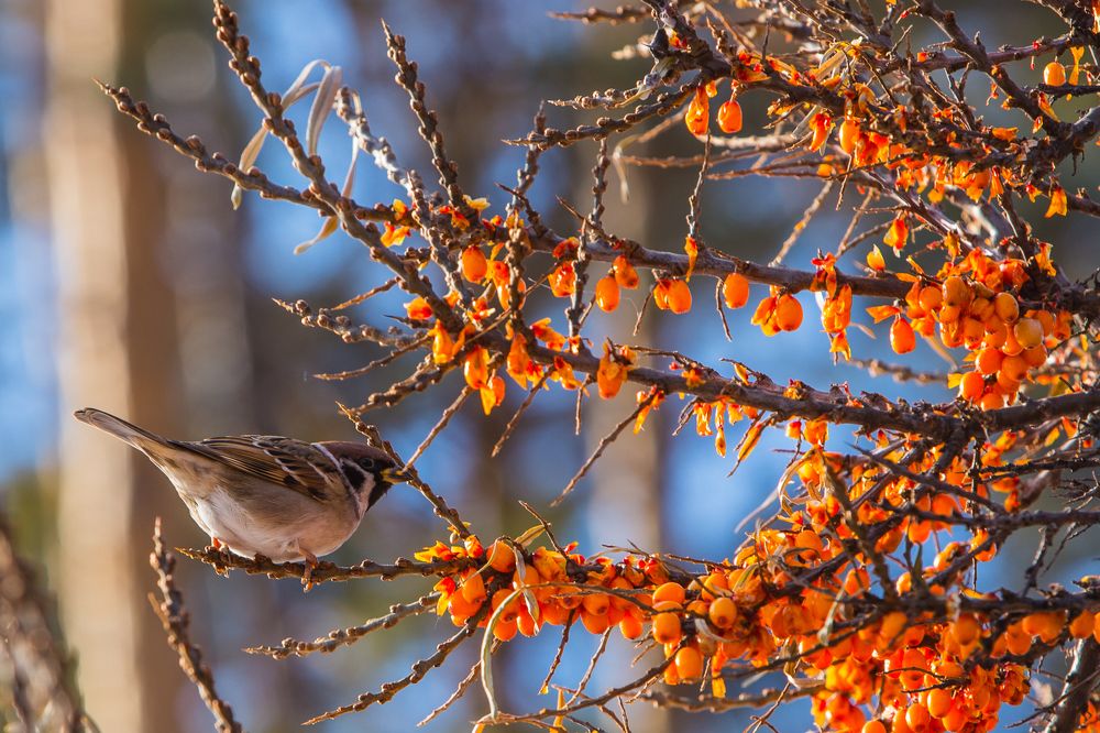 Где обедал воробей