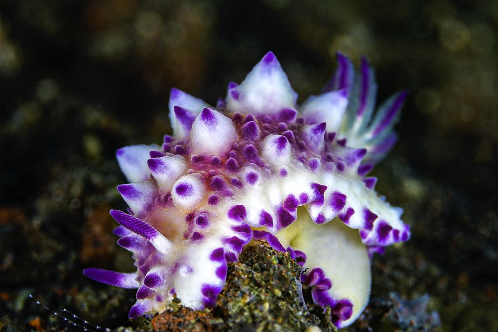 Photograph by Antonina