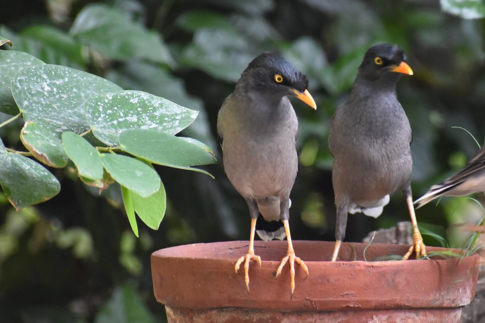 Photograph by Kamal Bhattacharjya
