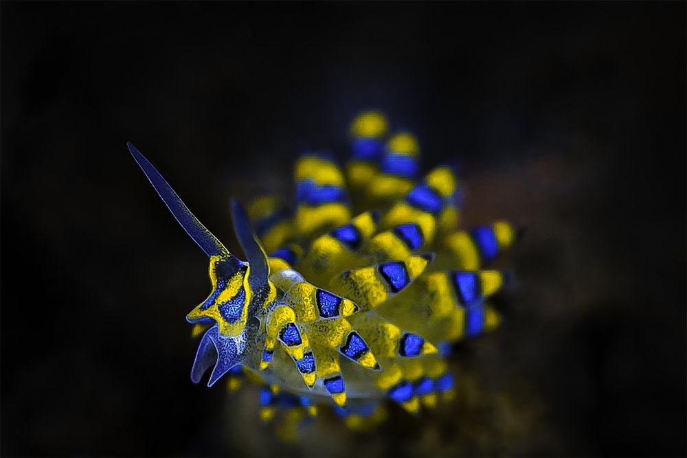 Photograph by Antonina