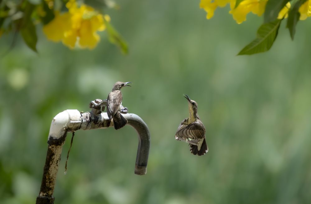 Photograph by Harsha Devalla