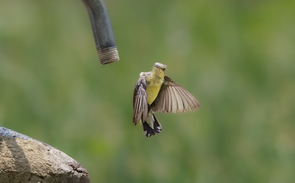 Photograph by Harsha Devalla