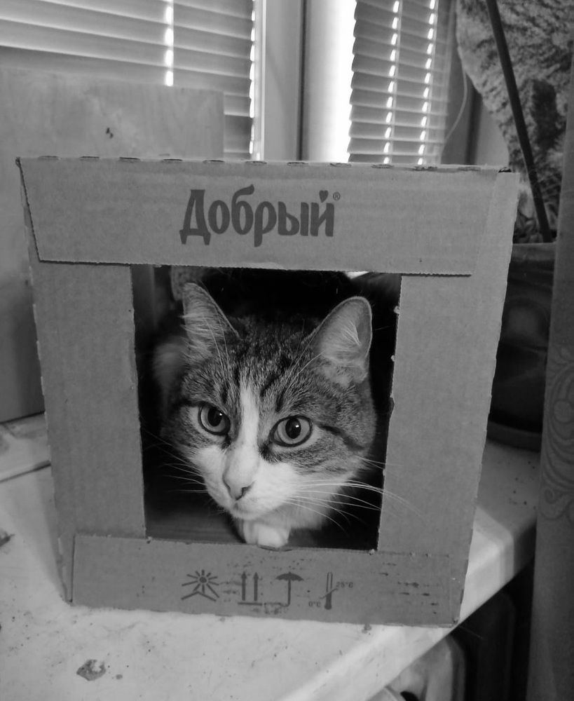 ДОБРЫЙ КОТ