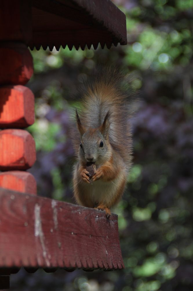 Photograph by Елена Гостева