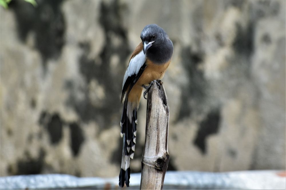 Photograph by Kamal Bhattacharjya