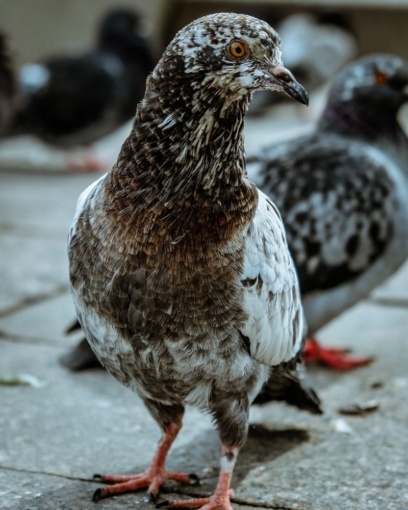 Фотография автора Медведева Елена