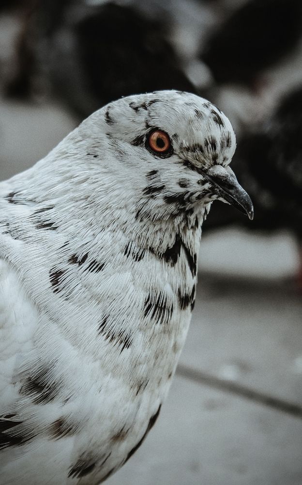Фотография автора Медведева Елена