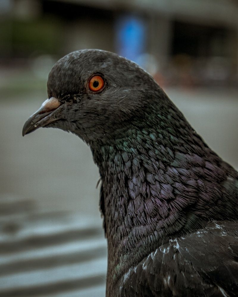 Фотография автора Медведева Елена