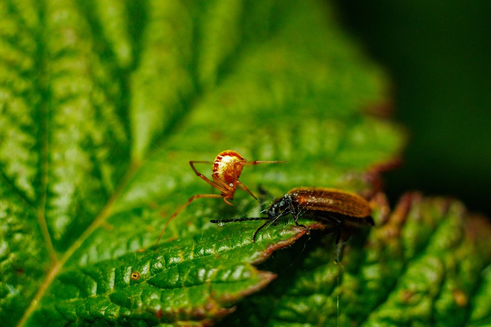 Фотография автора Ulfhednar0110