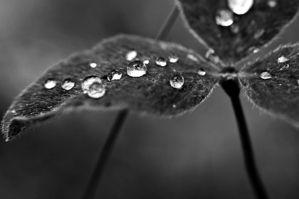 Photograph by Ольга Метлицкая